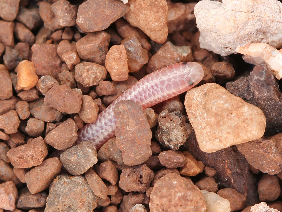 Western Blind Snake